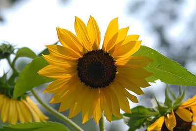 Girasol dorado semillas 100 pzas 5-6ft flores gigantes