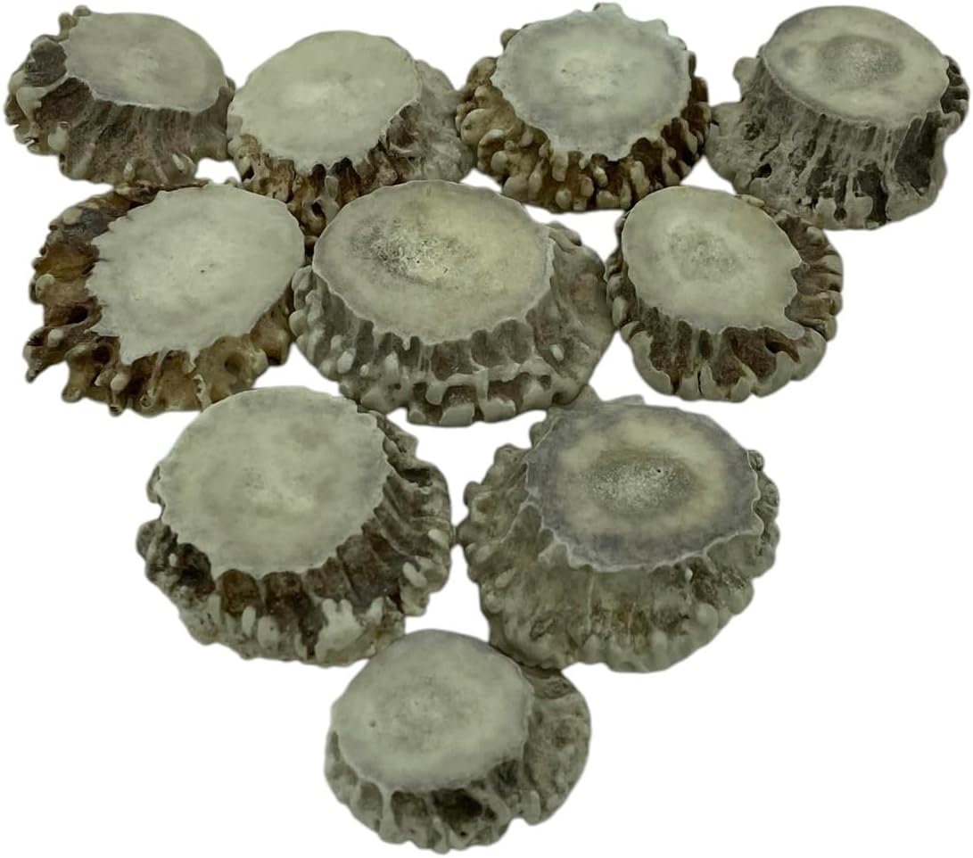 Rebabas cuerno ciervo real decoración joyería