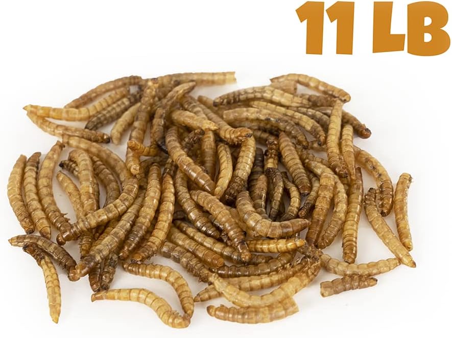 Gusanos harina secos para pollos y aves 11lb
