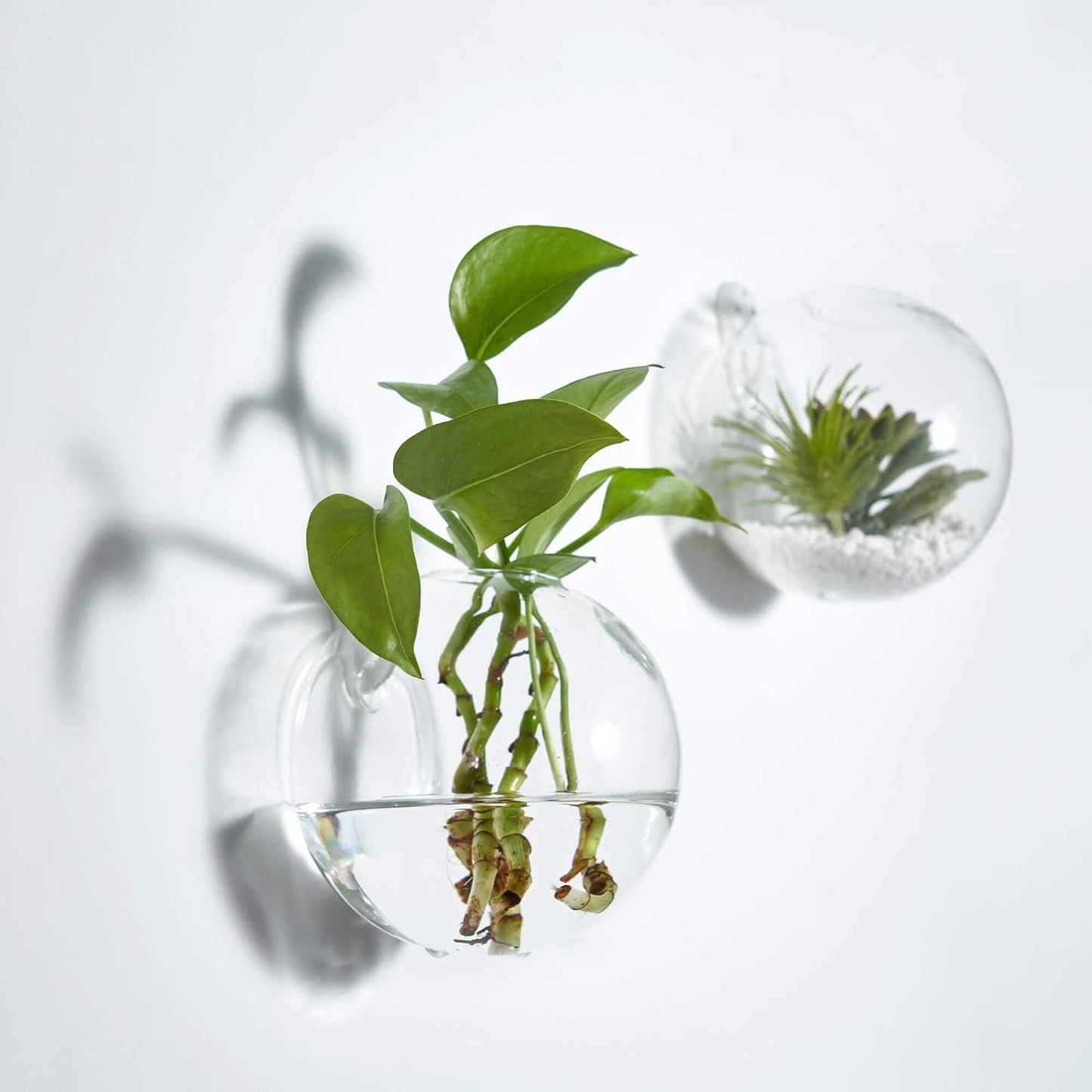 Macetas colgantes terrario vidrio para plantas