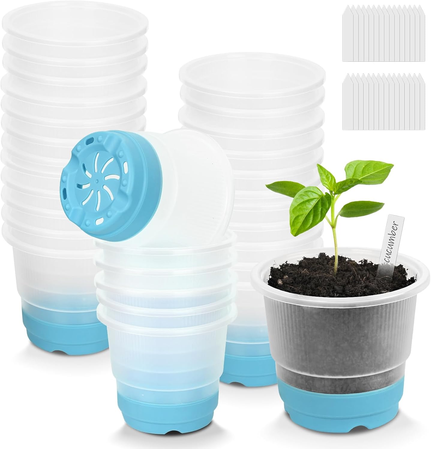 Macetas plástico transparente con base silicona 4" azul