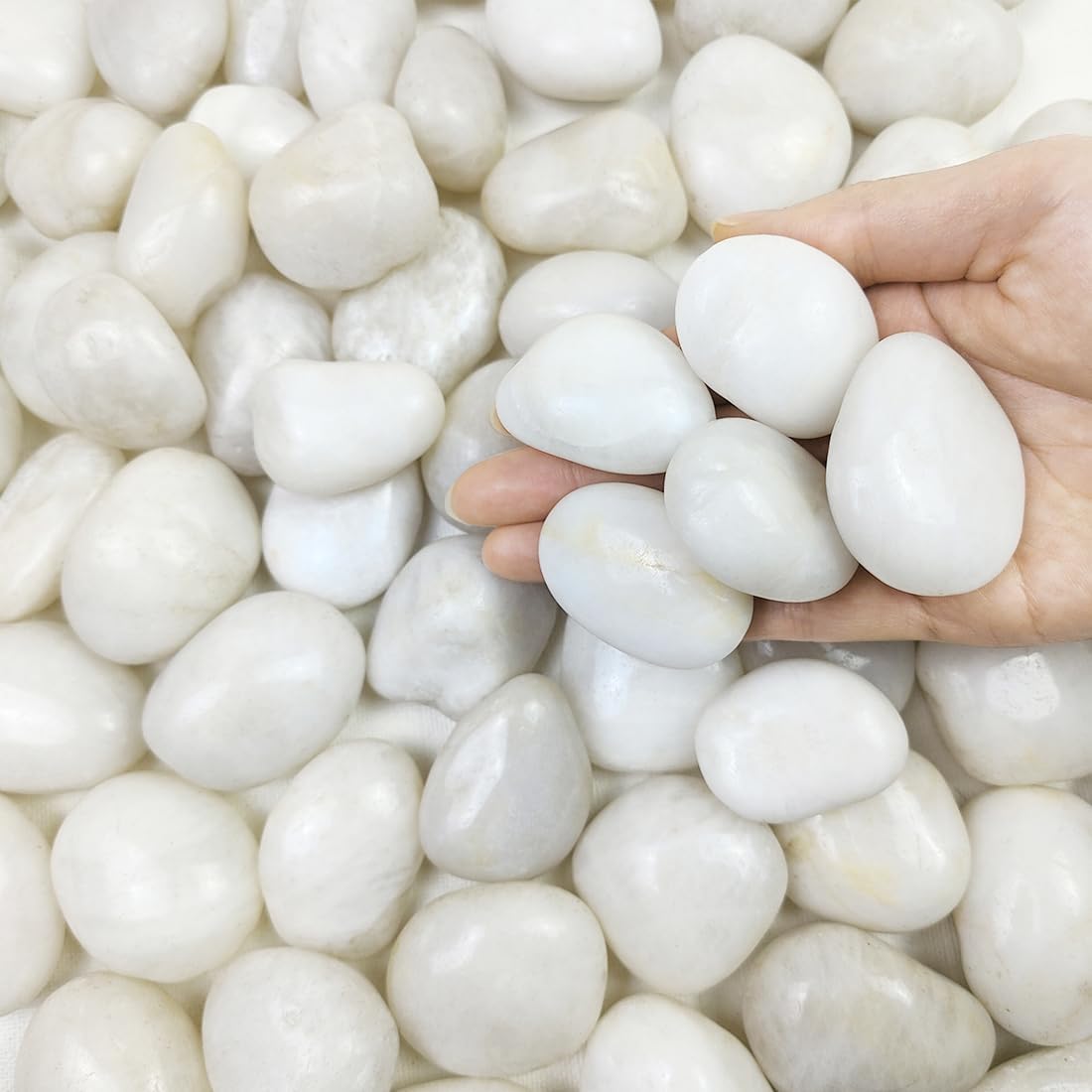 Rocas blancas de río 5lb para plantas, jarrón, acuario