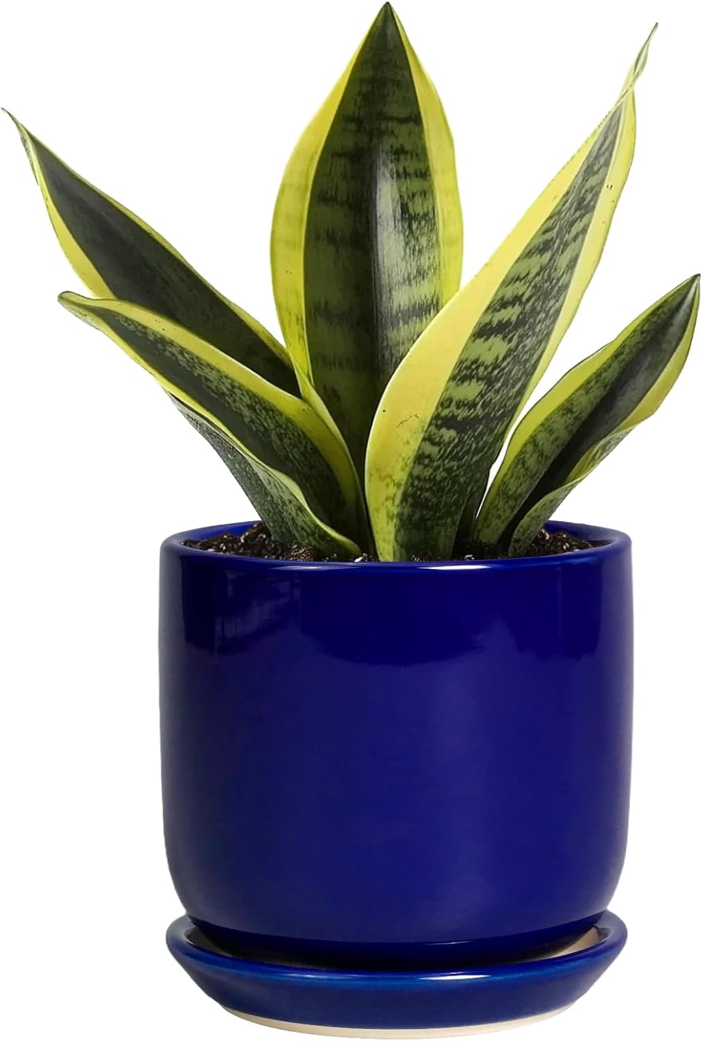 Maceta cerámica suculentas 5" con drenaje color azul