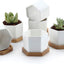 Macetas blancas suculentas con bandeja bambú hexagonal set 6