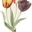 Juego 12 Tarjetas Mesa Tulips Hechas EE.UU.