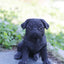 Estatua cachorro pug decorativa