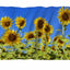 Bandera girasol 3x5ft para jardín y oficina