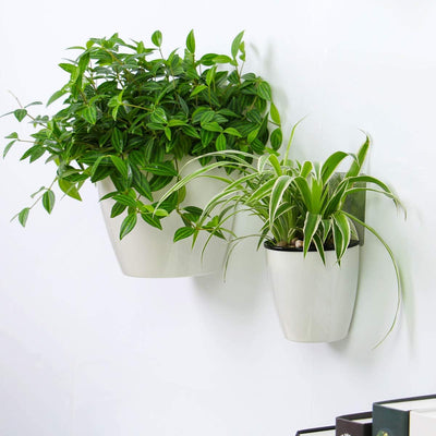 3 Macetas Plástico 7.3" para Colgar Violeta Africana
