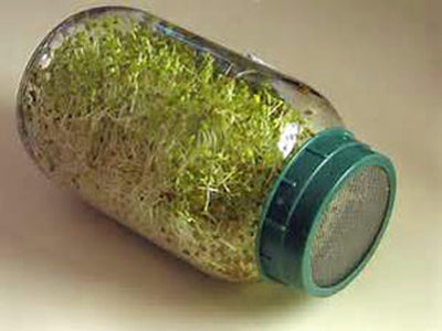 Semilla alfalfa sin OMG alta germinación 16oz