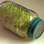 Semilla alfalfa sin OMG alta germinación 16oz