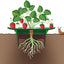 Marco soporte plantas fresa 12pulg pack 4