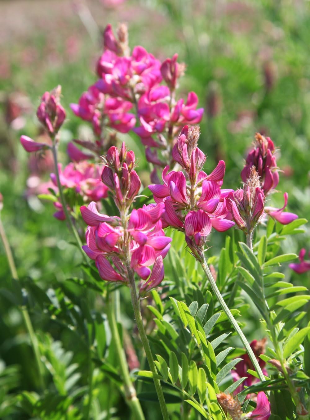 1800 Semillas Saifoin Rosa 0.99oz No GMO