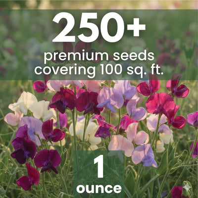 Semillas Sweet Pea Royal Family Mix 1oz