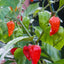 Semillas pimiento Bhut Jolokia picante genuino EE.UU.