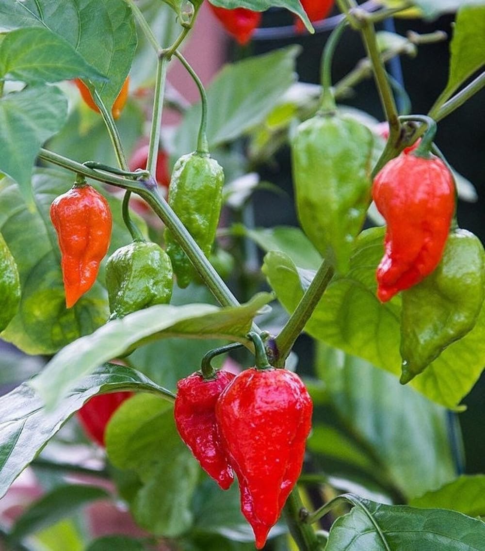 Semillas pimiento Bhut Jolokia picante genuino EE.UU.