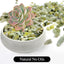 Piedras jade decorativas 3/8" para macetas interiores