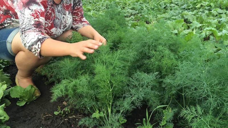 Semillas Eneldo Alligator Gigante Vegetal No OGM