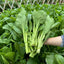 4000 Semillas Choy Sum Alta Calidad 99% Germinación