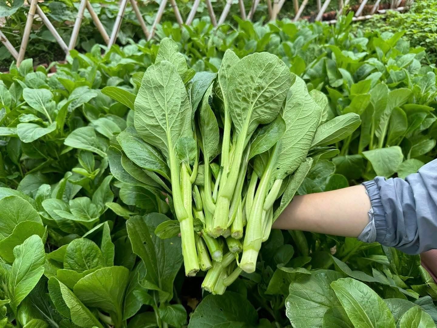 4000 Semillas Choy Sum Alta Calidad 99% Germinación