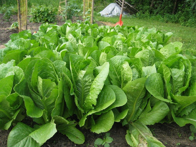 Semillas lechuga romana orgánica 1libra