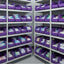 Contenedor plástico apilable 11x5.5x5pulg para colgar morado