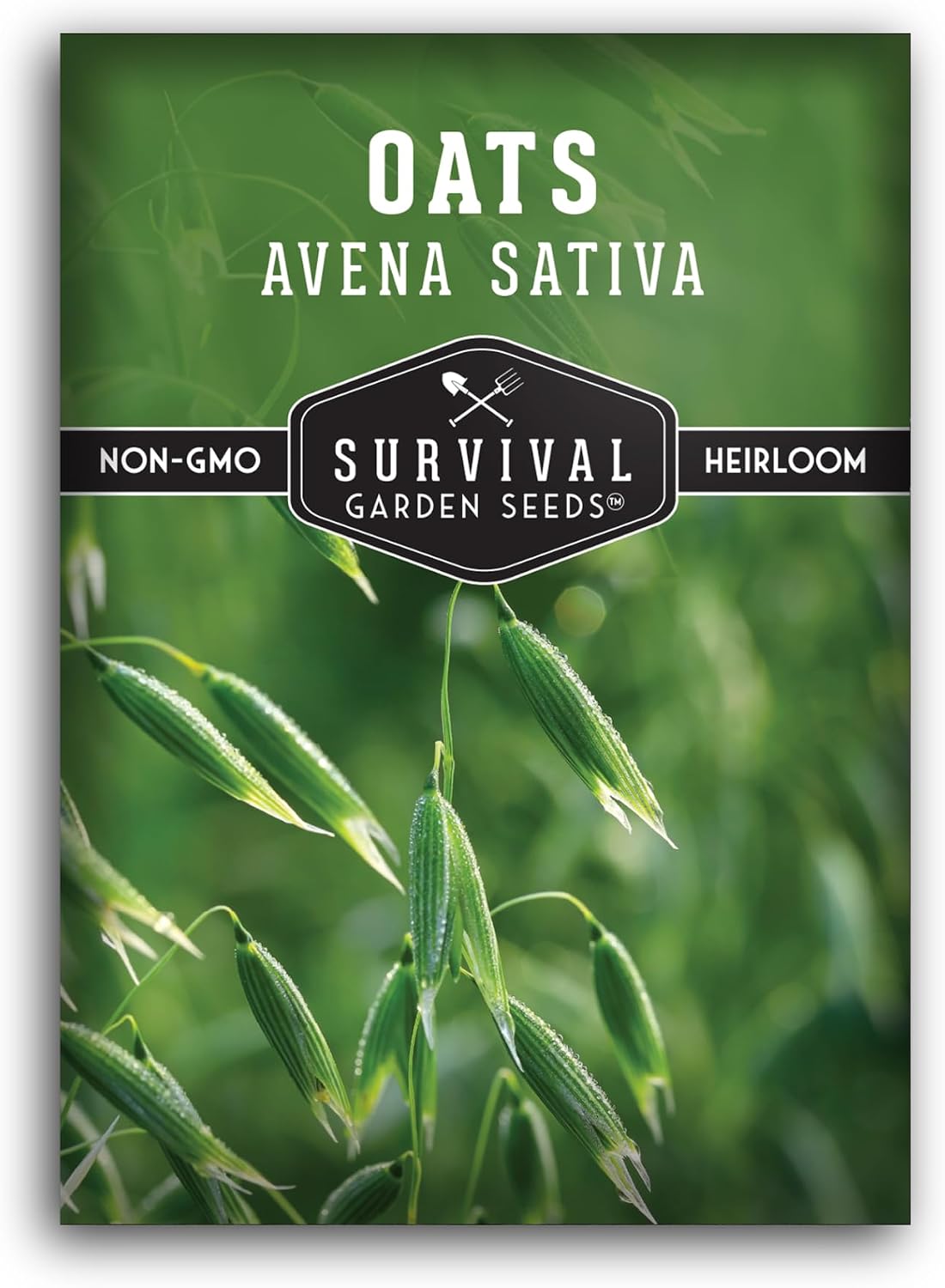 Semillas avena para té y cultivos sin OMG