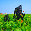 Estacas decorativas Bigfoot para jardín exterior