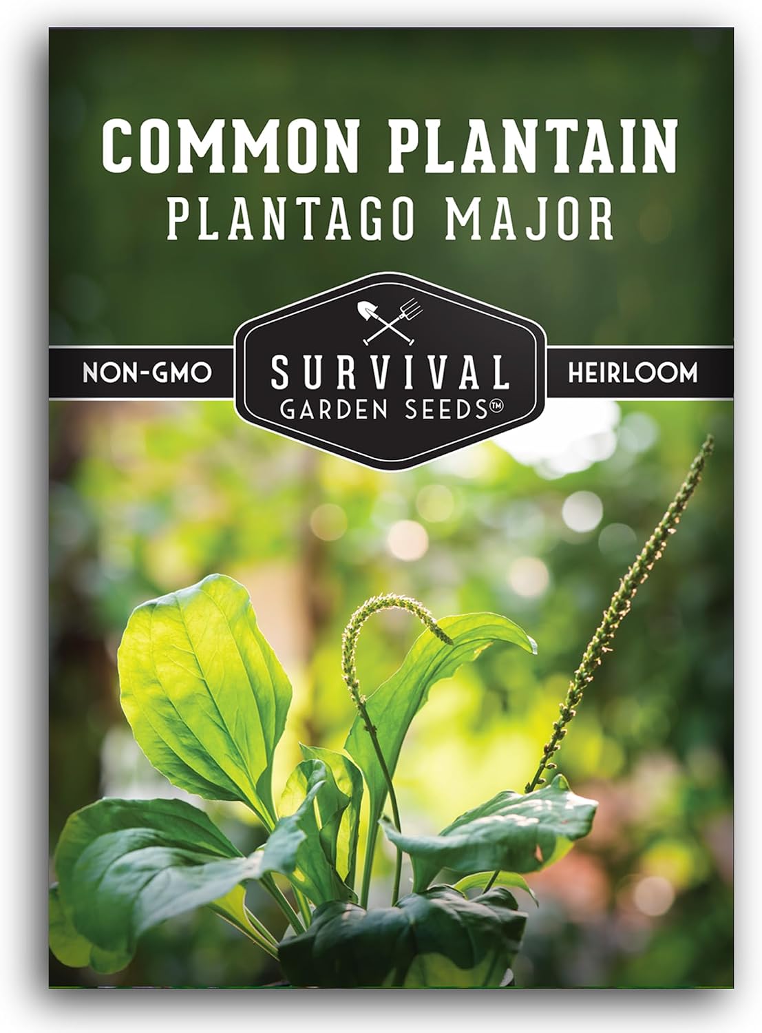 Semillas plátano común hierba medicinal jardín paquete 1