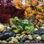2 figuras rana miniatura decoración pecera jardín hadas