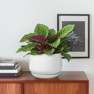 Macetas cerámica con drenaje 6" decoración oficina