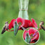 Cepillo limpieza alimentador colibríes varios tamaños rojo