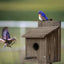 Casa pájaros exterior con protector depredadores azul rey