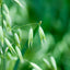 Semilla avena blanca 5 libras sin rellenos Oregon