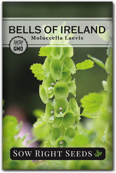 Semillas Bells of Ireland flores verdes jardín paquete sin OMG