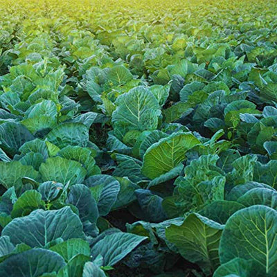 Semillas de col deliciosas para verduras