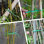 Corba torsión verde suave para plantas jardín 5m