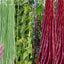 30 Semillas Frijol Largo Verde/Rojo para Jardín