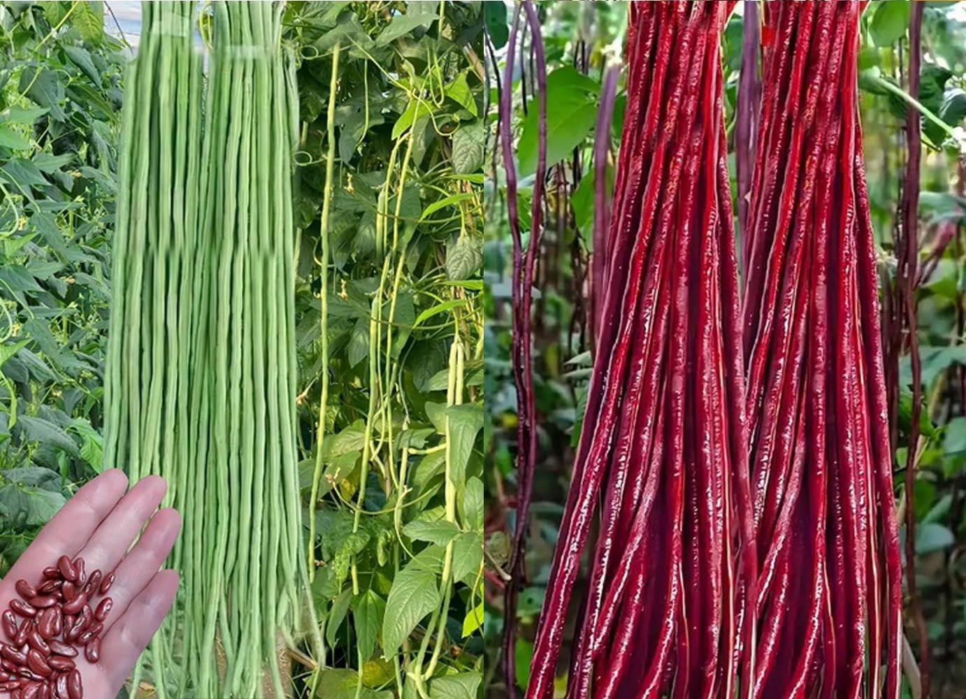 30 Semillas Frijol Largo Verde/Rojo para Jardín