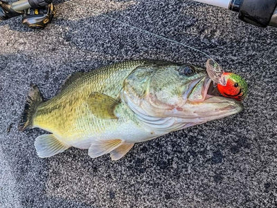 Crankbaits Serie 200