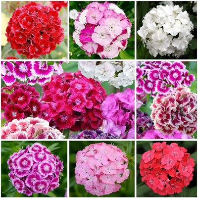 Mezcla semillas Dianthus Barbatus para jardín sin OMG