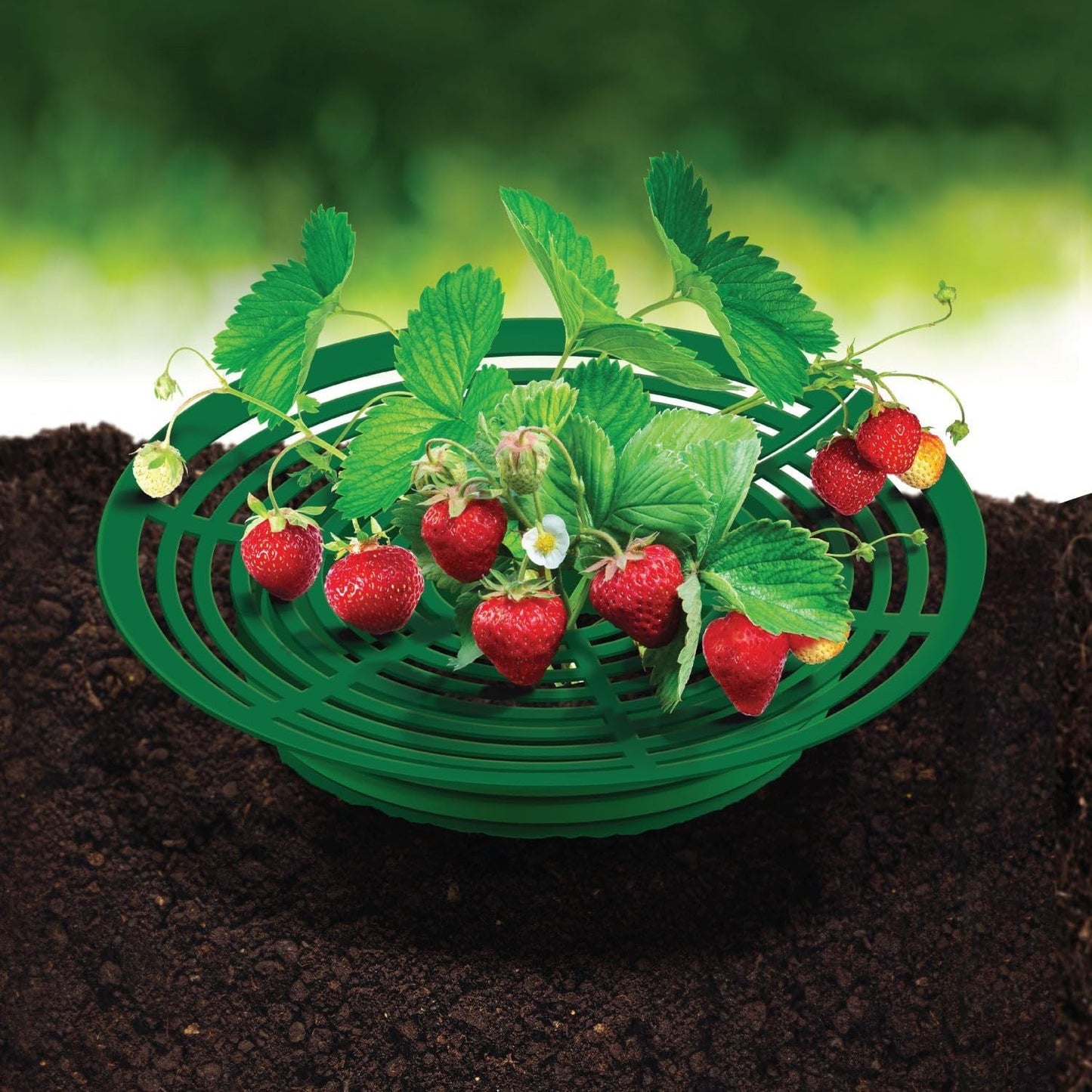 Marco soporte plantas fresa 12pulg pack 4