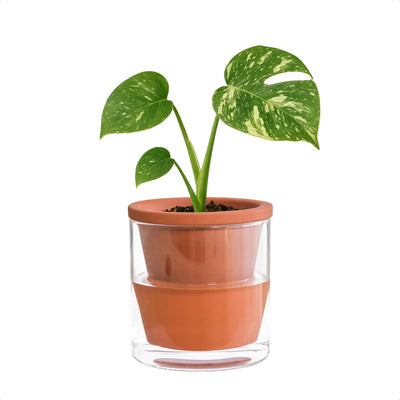 Maceta riego automático 4" terracota con taza vidrio