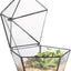 Joyero cristal tapa giratoria terrario pentágono