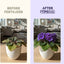 Fertilizante líquido para plantas violeta africana 1gal