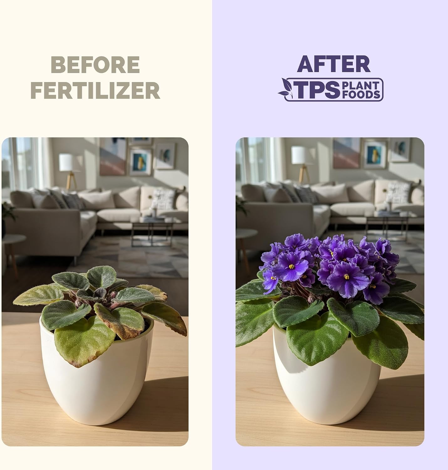 Fertilizante líquido para plantas violeta africana 1gal