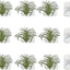 Soporte pared plantas tropicales 12 pzas acrílico decoración hogar