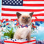 Collar gato bandera USA pajarita campana 4 de julio