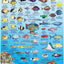 Identificación peces arrecife Hawái para buceadores