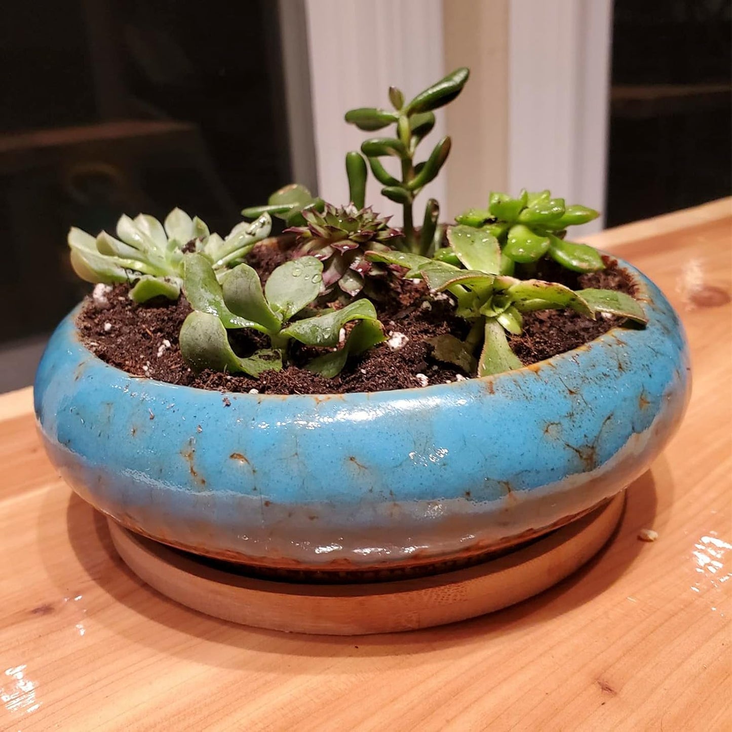 Succulentas artificiales en maceta 7.3pulg decoración