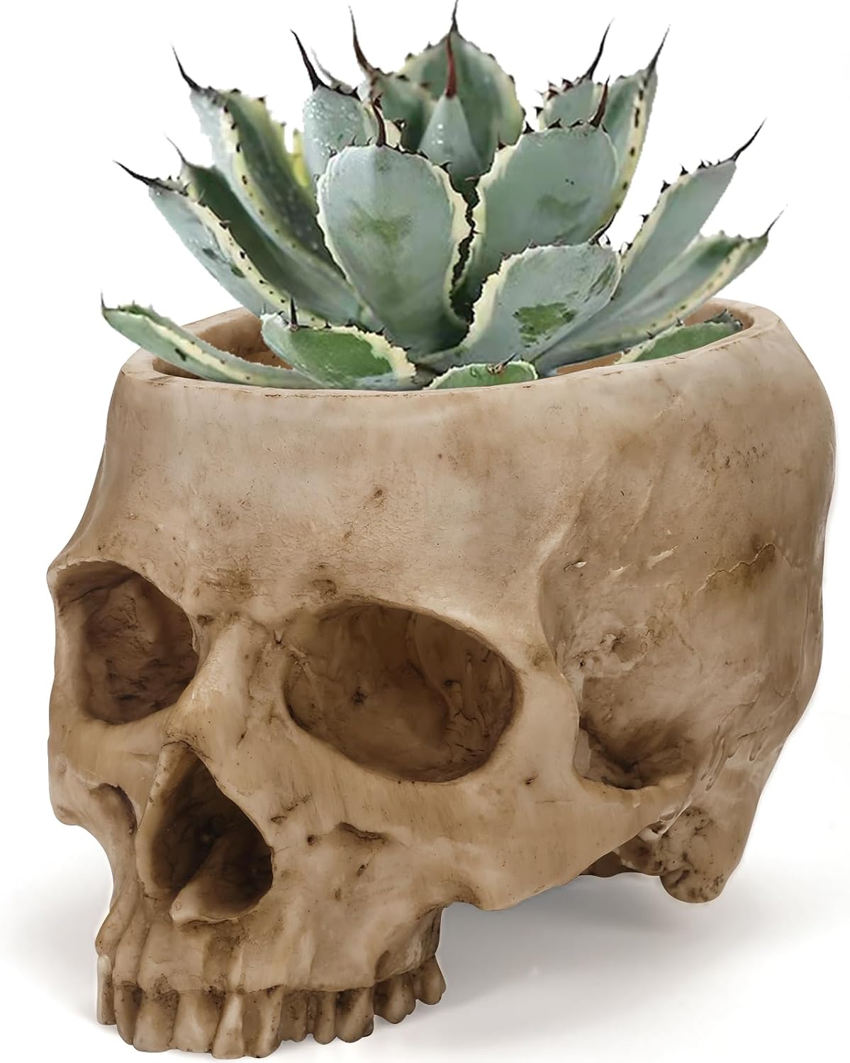 Maceta calavera realista para suculentas y cactus gótico